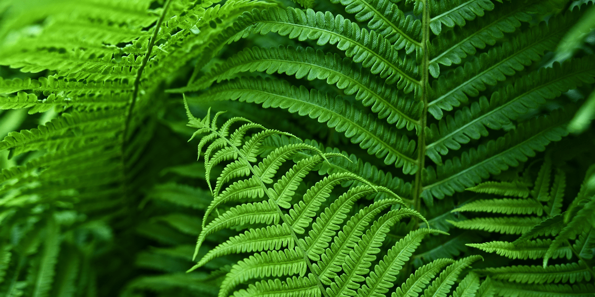 Authentic Ayurvedic Massage & Treatment Centre Abu Dhabi UAE